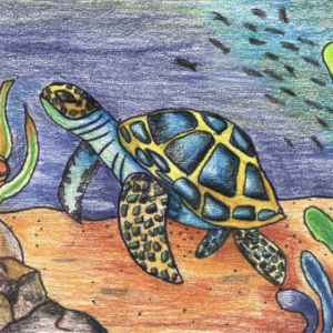 ROW Art Winner 2022 ; a sea turtle swimming through a reef